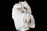 Two Associated Oreodont Skulls On Rotating Stand #78173-6